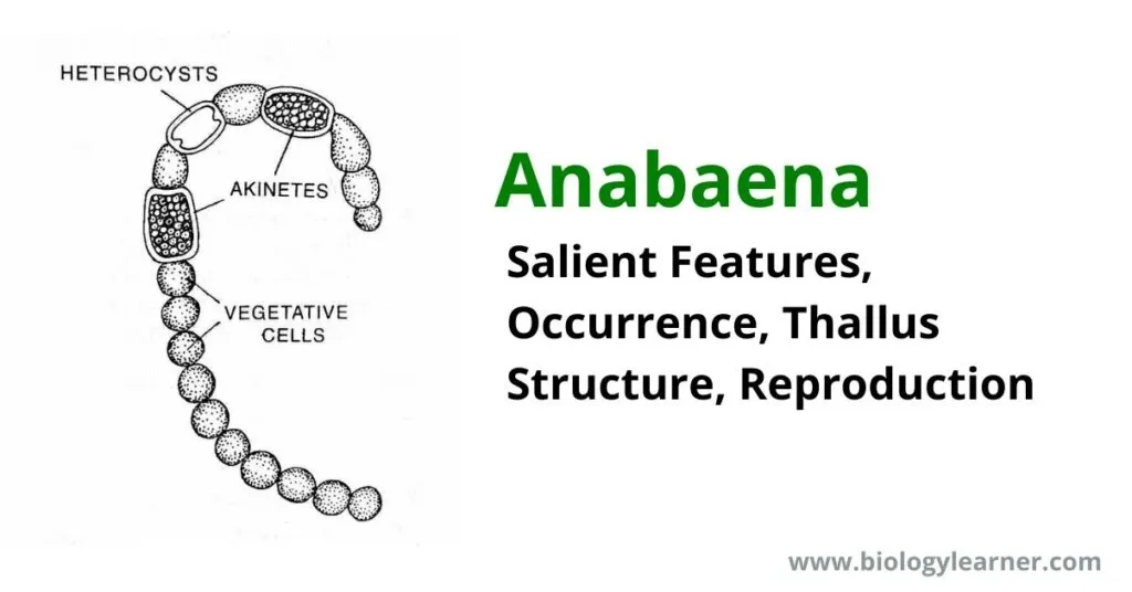 Cyanobacteria examples